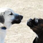 12484749_10205360290553795_8461215968013397640_o